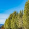 Square Lush trees with white flowers lining the side of a road in front of houses