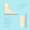 Square Measure Human Feet Shoe Size. Vector