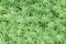Square natural background with Sedum morganianum, green texture