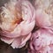 Square oil painting of peony flowers, impasto, petal giant close-up, generative ai