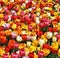 Square photo of Red, Orange, Pink, Yellow and while Tulips