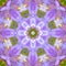 Square Pink flowers with fractal circular design view