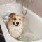 Square portrait of cute puppy dog Corgi with big ears standing in the bathroom with foam and soap bubbles and smiling pretty