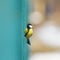 Square portrait funny little bird chickadee peeks curiously standing on the ground wooden green fence in a Sunny garden