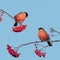 A square portrait with two red bullfinch birds sitting on the branches of a rowan tree and eating juicy berries