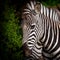 Square portrait of zebra in national park