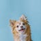 Square Portraite of cute fluffy brown of chihuahua looking forward and smile while sitting on pastel plain light blue background.