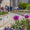 Square Radiant flowers on the colorful garden outside a building viewed on a sunny day