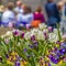 Square Radiant flowers with purple white yellow and violet petals viewed on a sunny day