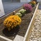 Square Row of colorful flowers on a raised wooden planting bed at the garden of home