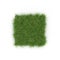 Square of Ryegrass Grass field over white. Top view. 3D illustration