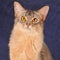 Square somali cat portrait