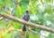 Square-tailed Black Bulbul