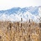 Square Tall brown grasses on a vast terrain viewed on a sunny winter day