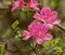 A Square view of Pink Azelea Flowers