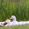 Square White and brown ducks against vivid green grasses and shiny pond with bridge