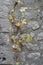 Squash along a stone wall in Labeaume village, France.