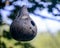 Squash bird house with birds nest inside on summer day