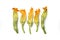 Squash blossom, courgette flowers isolated