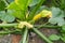 Squash blossom. Edible yellow-orange flowers.