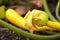 Squash blossom growing in vegetable garden