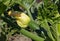 Squash blossom, Zucchini flower