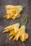 Squash blossoms or pumpkin flowers