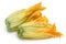 Squash Blossoms on white background