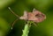 Squash bug Coreus marginatus