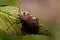 Squash bug Coreus marginatus