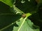 Squash bug, or Leaf-footed bug on a green rhubarb