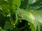 Squash bug, or Shield Bug on a green rhubarb leaf.