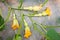 Squash crop in flowering stage