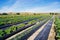 Squash farm in Florida in winter