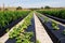 Squash farm in Florida in winter