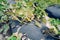 Squash farm in Florida in winter