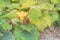 Squash flower and young fruit close-up at kitchen garden farm in Vietnam