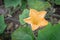 Squash flower and young fruit close-up at kitchen garden farm in Vietnam