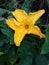 Squash flowering now it& x27;s nice