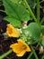 Squash flowers and small fruit