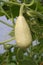 Squash growing on vine