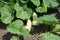 Squash Growing on a Vine