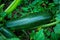 Squash plant in the garden