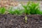 Squash seedling germination, emerging out of soil in a garden, with the seed still attached to the first leaves of the gourd plant