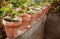 Squash seedlings