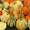 Squash Selection