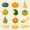 Squash. Vegetable organic plants autumn eating pumpkin tasty healthy food recent vector cartoon collection