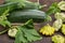 Squash zucchini in wooden box, pattypan squash on wooden surface, green leaves of vegetables.