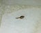 Squashed bedbug on the bed