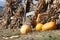 Squashes and dried corn stalks